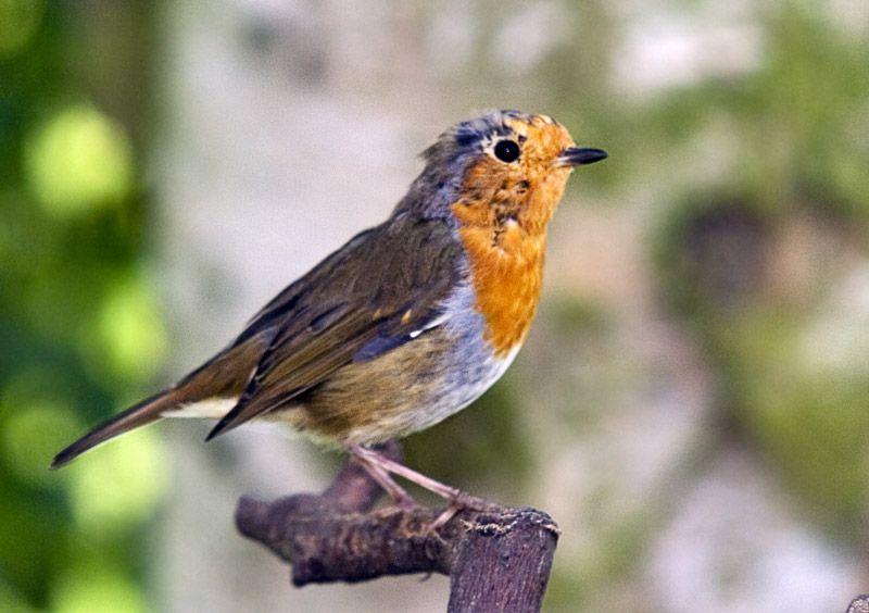 Scruffyrobin.jpg