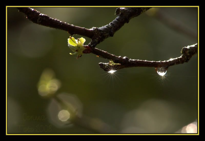 Thema_Bokeh_10.jpg