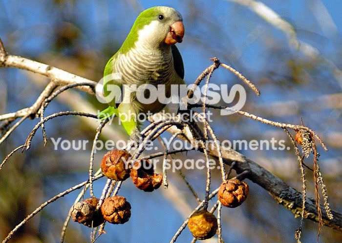 Bird1.jpg