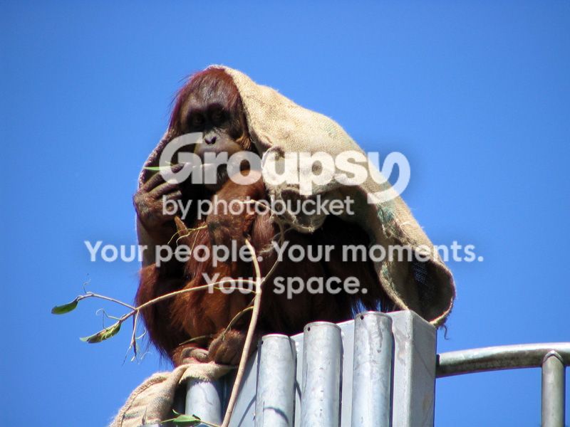 Orang800_Edited.jpg