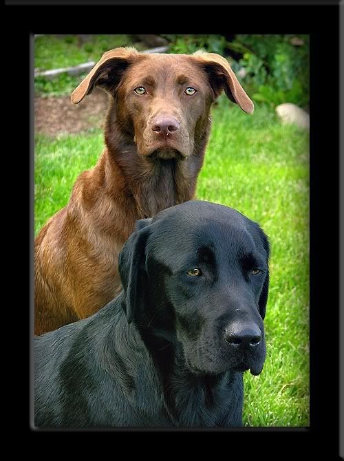 labs.jpg