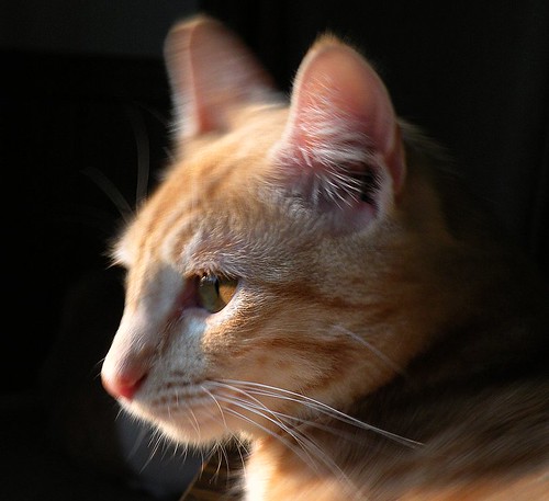 2782375800_6c6081074f.jpg