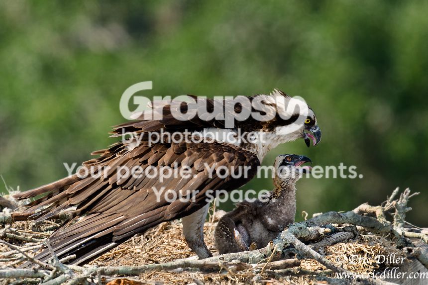 _ECD3316-copy860.jpg