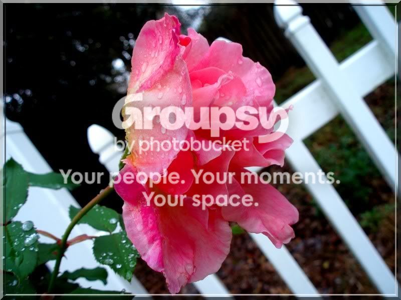 Flower2.jpg