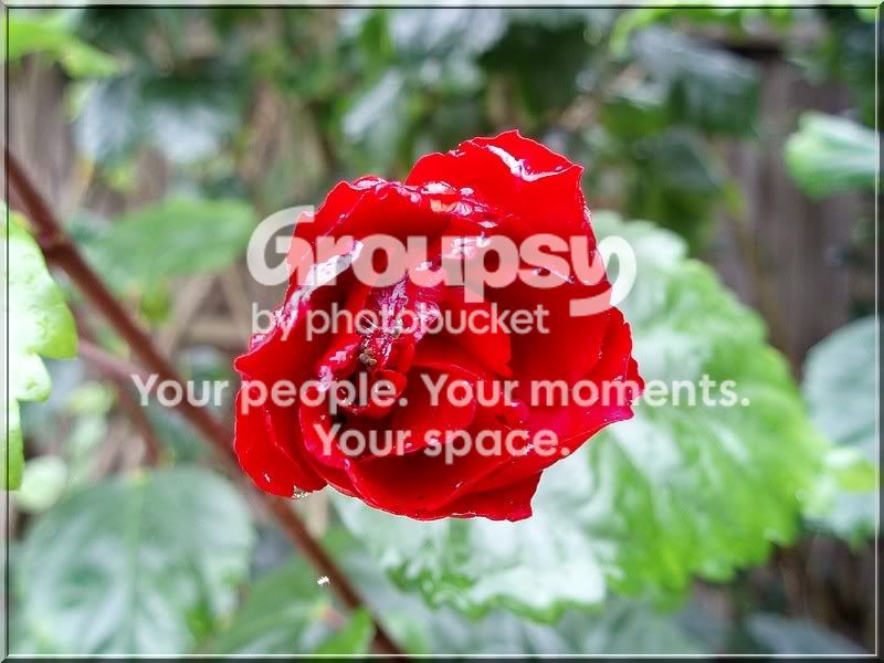 Flower.jpg