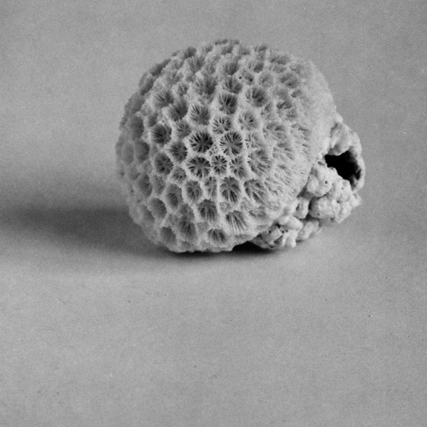 Coral-L.jpg