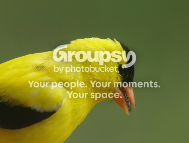 Goldfinchhead.jpg