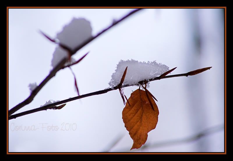 Wintertag1_Schulwald5.jpg