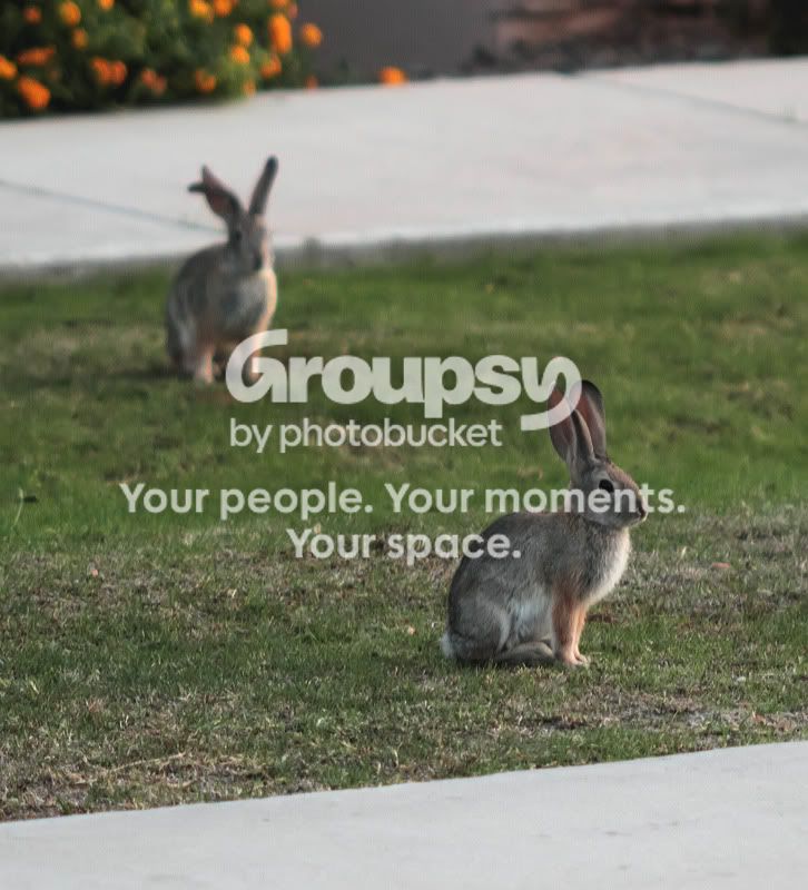 RabbittTC.jpg