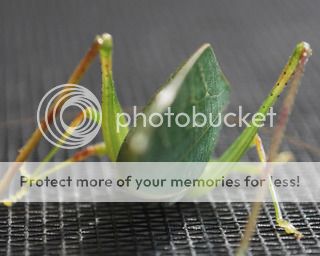 GrassHopper1.jpg
