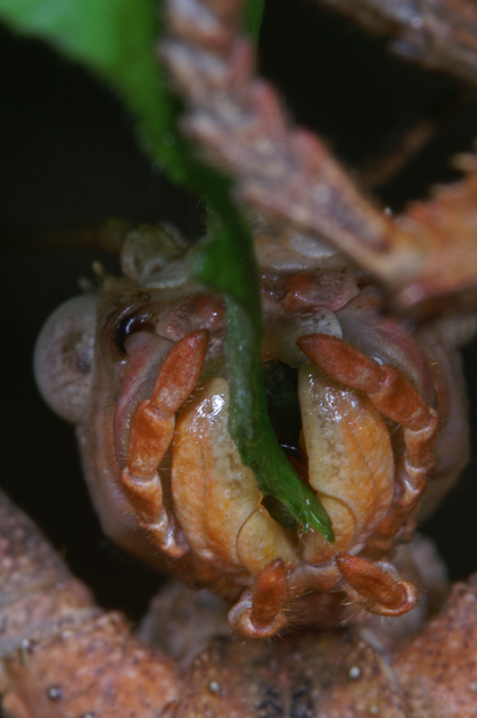 phasmid_09.jpg