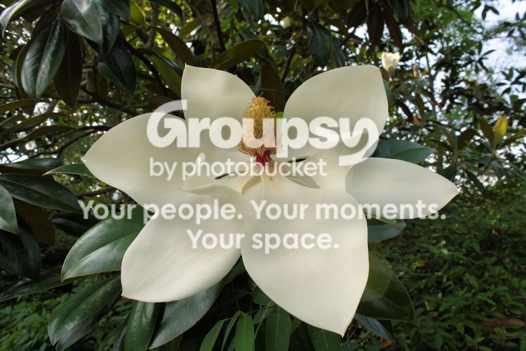 flowerresized.jpg