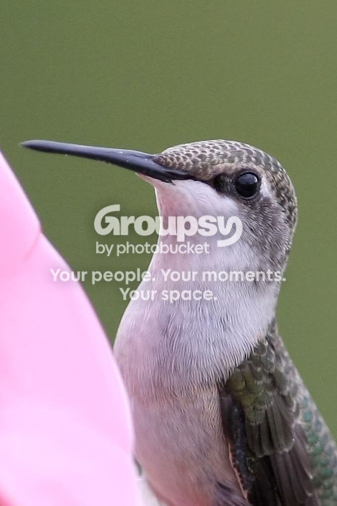 Hummerupclose800.jpg