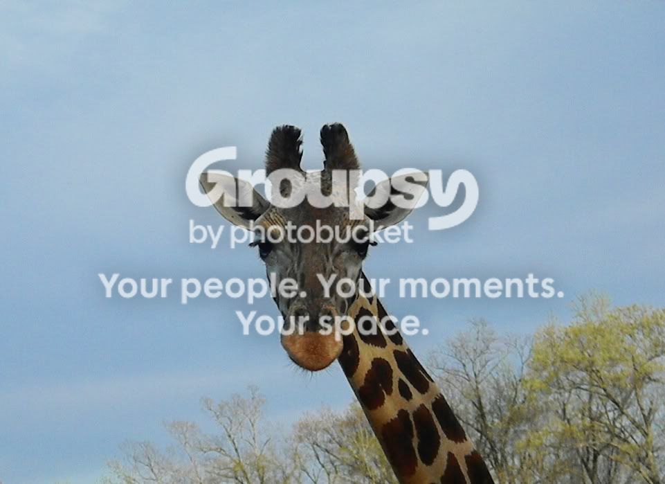 NikonL110DriveThruZoo32510391.jpg