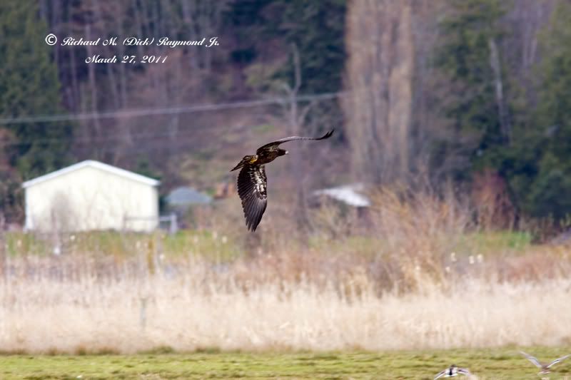 Eagleflight7smallcopy.jpg
