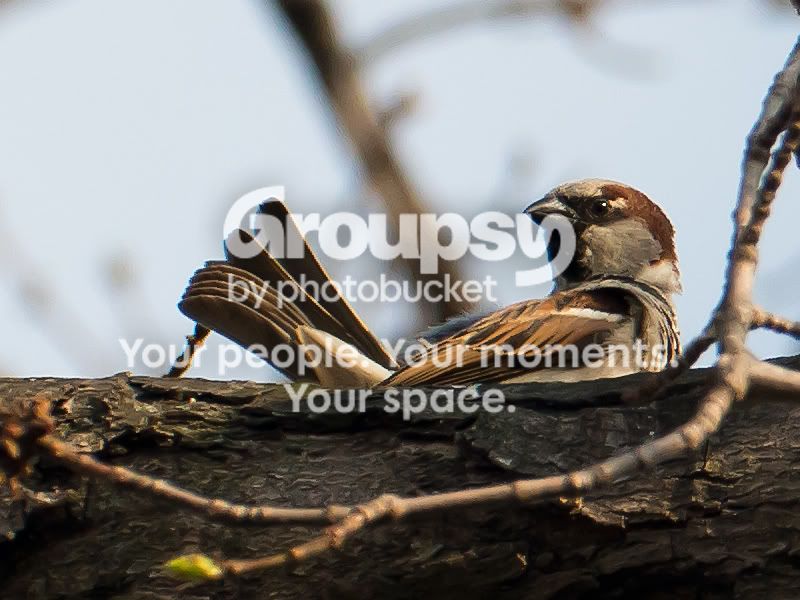 DSC_0158_crop.jpg