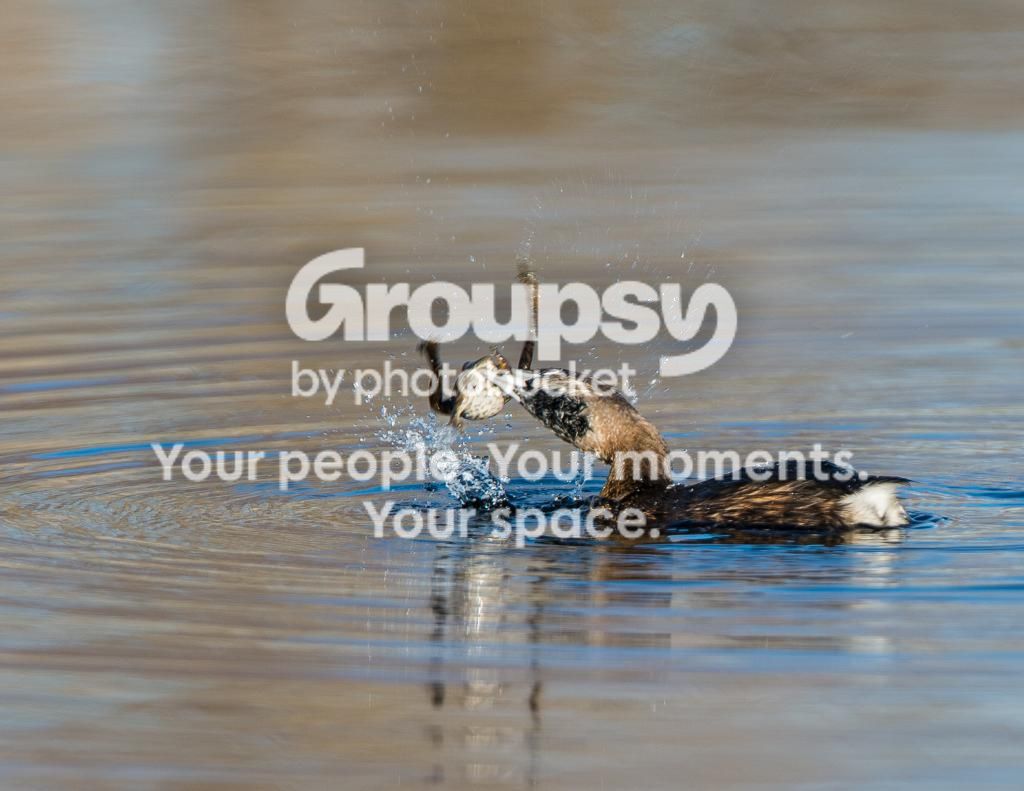 Grebew-Frog1_zps94aeb549.jpg