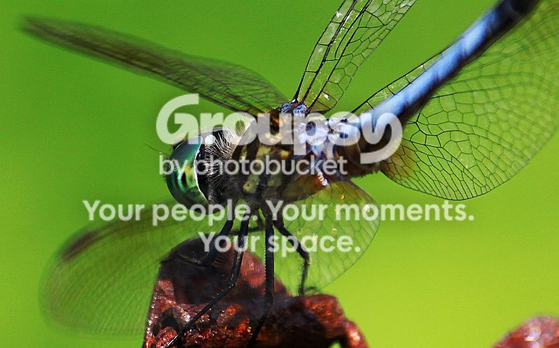 DFlyCrop4rs.jpg