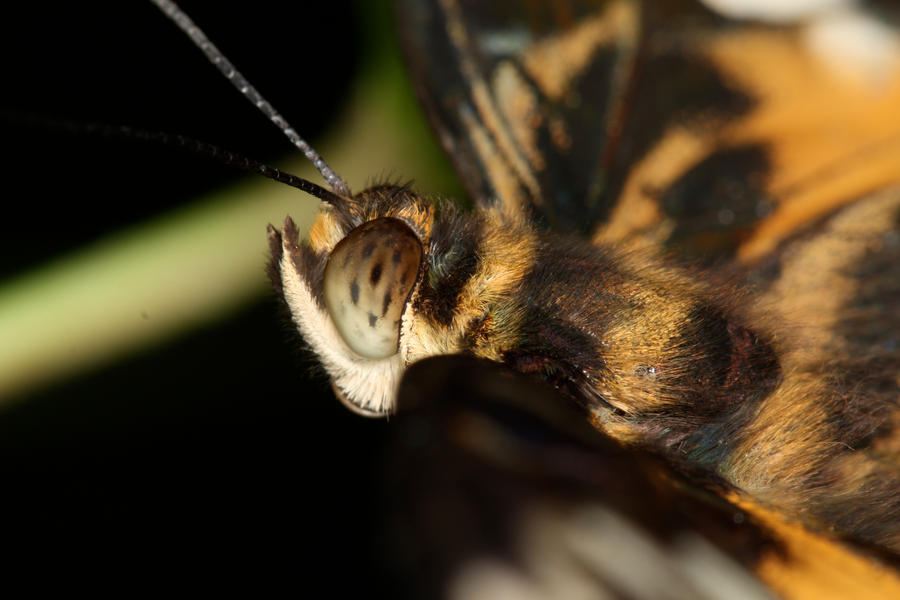 Butterfly3_by_mack1time.jpg