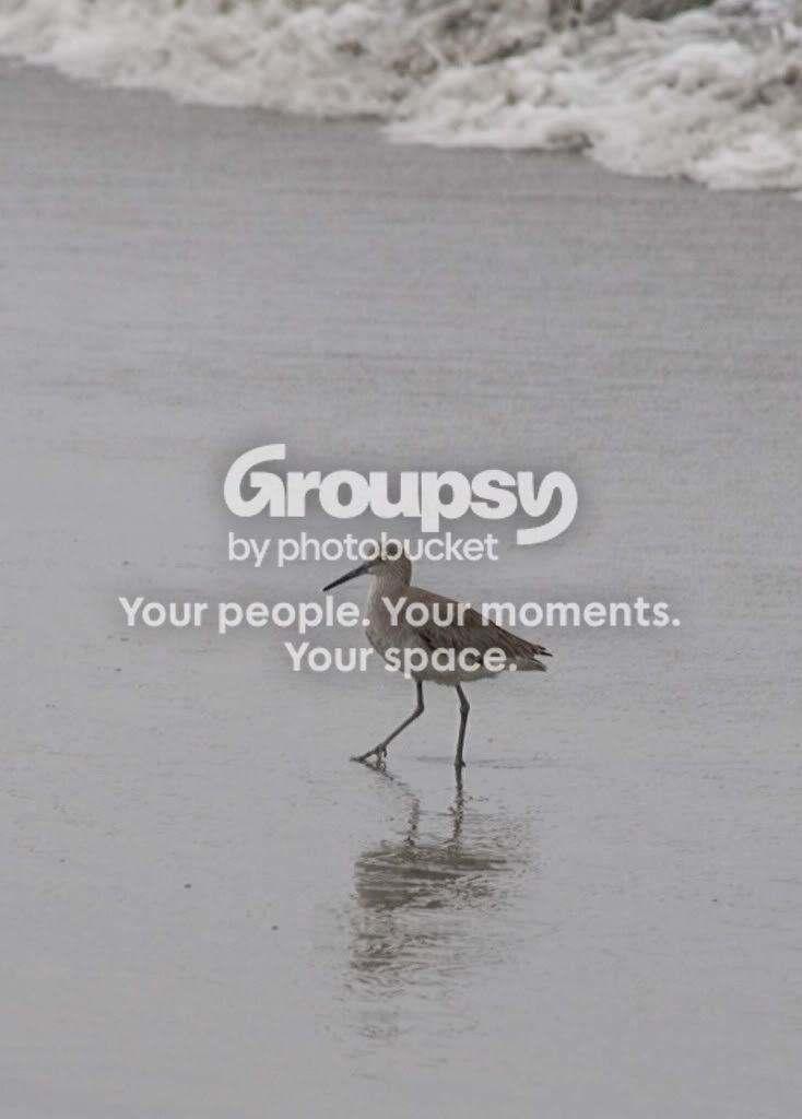 shorebird3.jpg