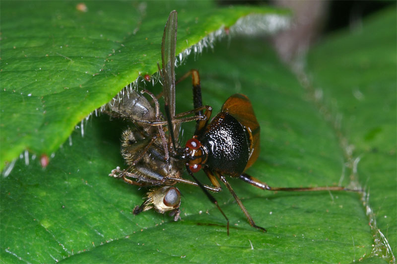 bug_dinner_01.jpg