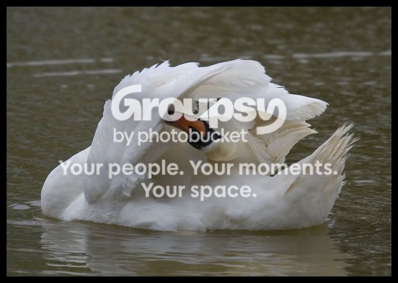 swan1-1.jpg
