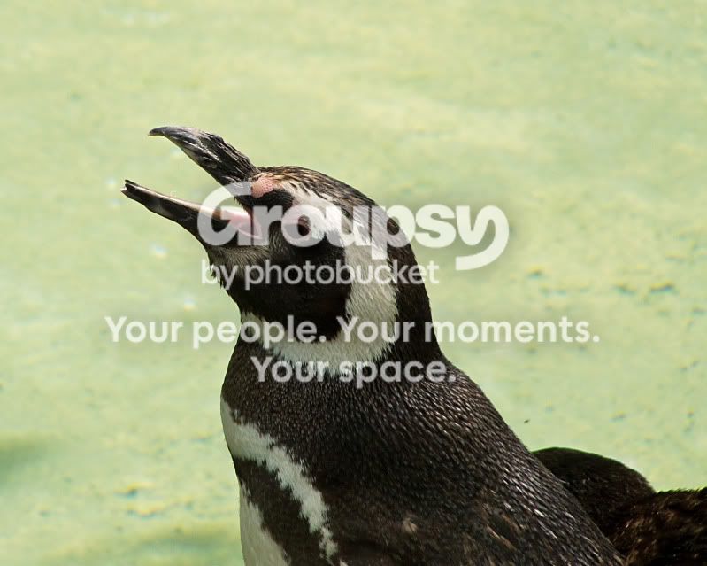 penguin.jpg