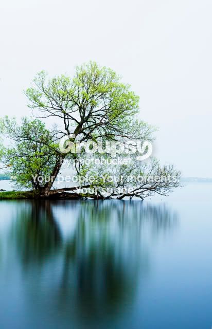 tree.jpg