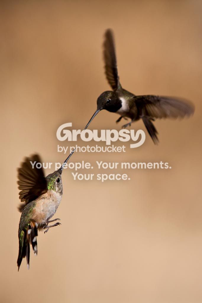 HUMMINGBIRD22.jpg