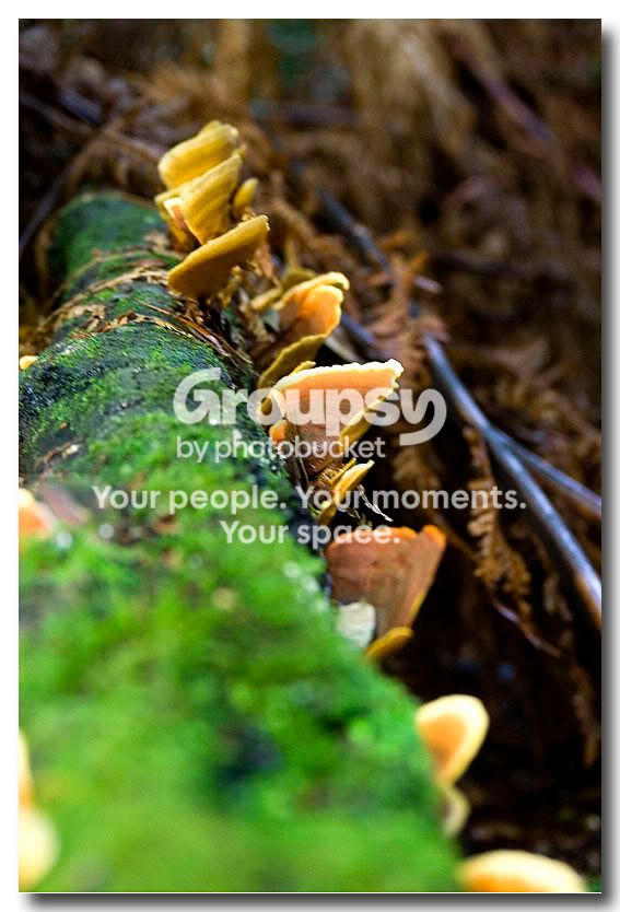 Mushroomlog.jpg