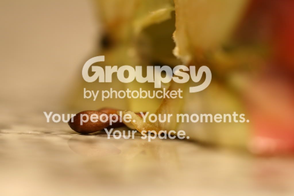 macro018.jpg