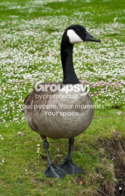 CanadianGeese360-2.jpg