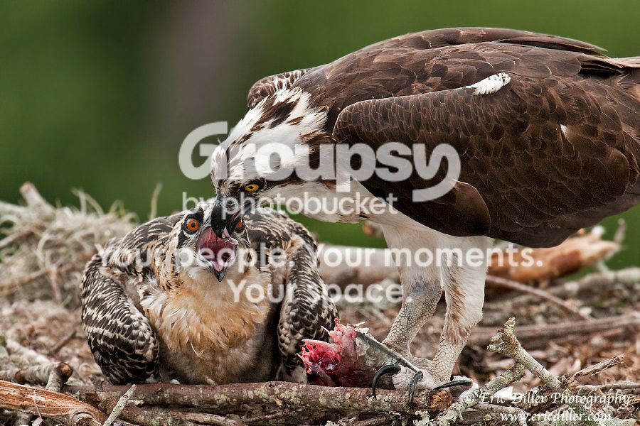 _ECD7242-copy900.jpg