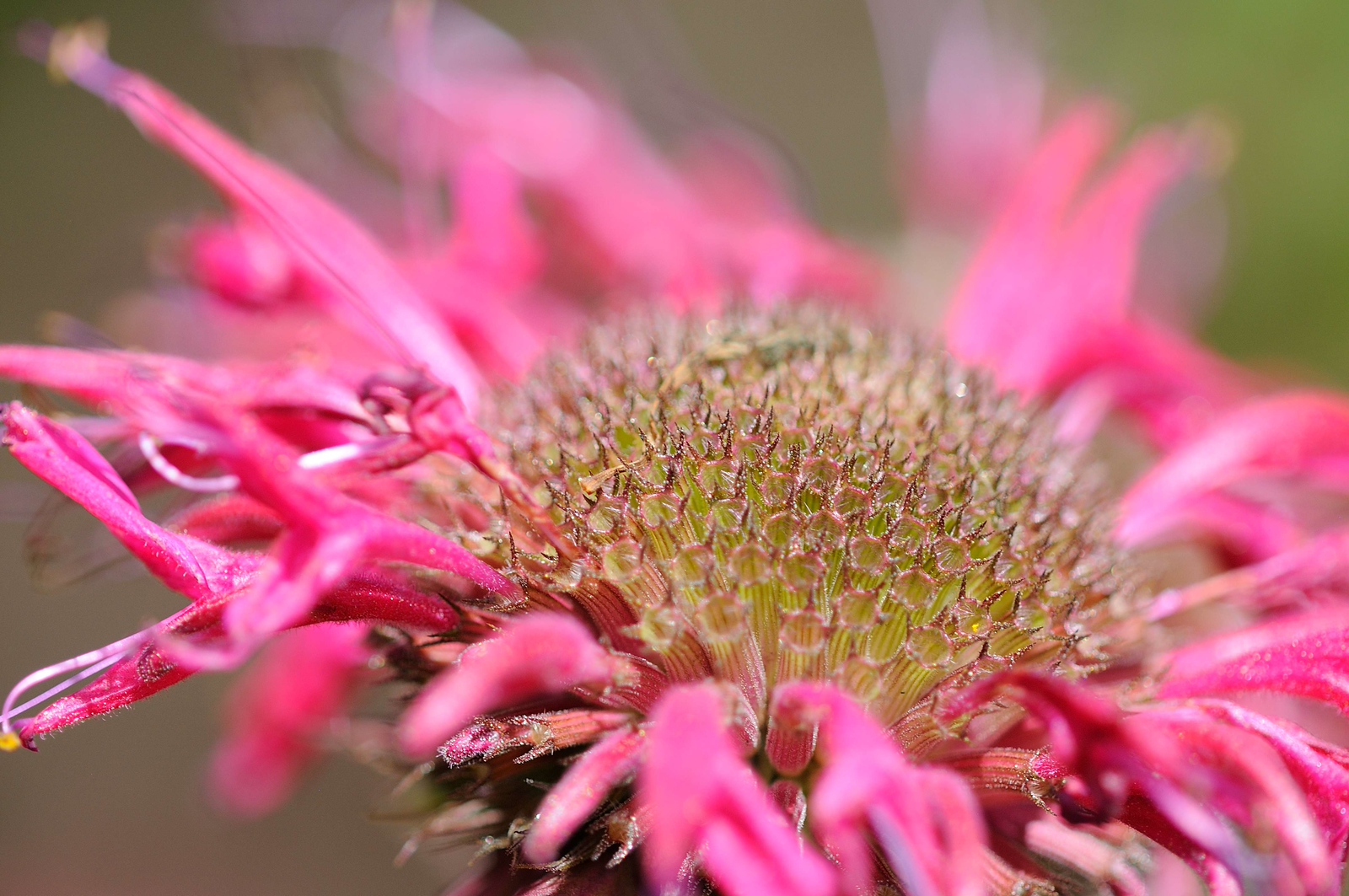 DSC_00326-X3.jpg