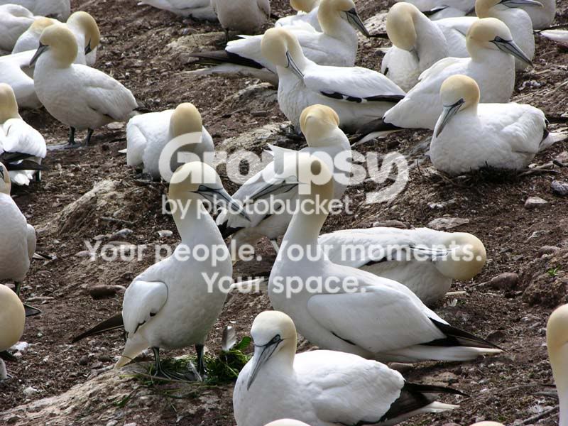 aGaspesie275.jpg