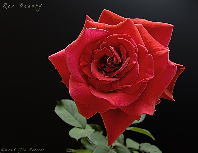 red_beauty.jpg