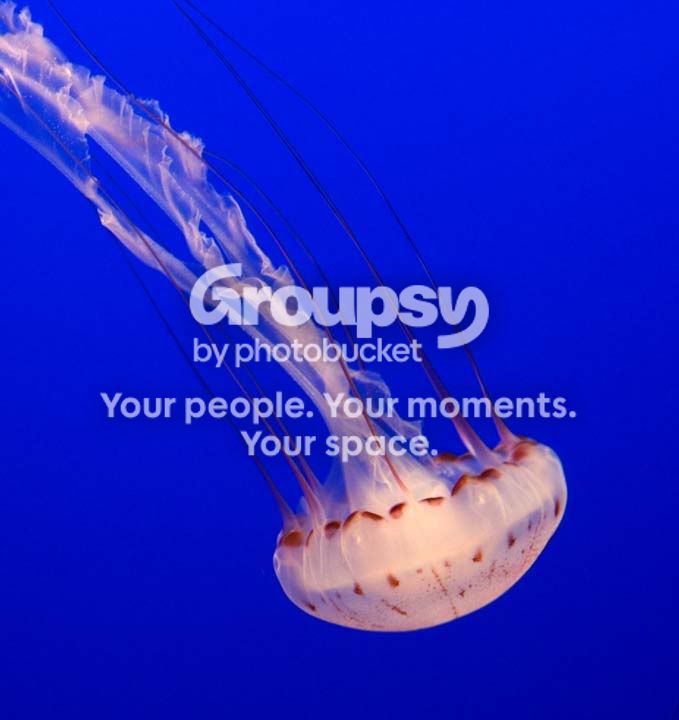 jelly6.jpg