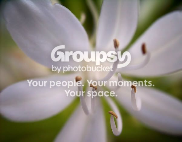 whiteflowermacrosmall.jpg
