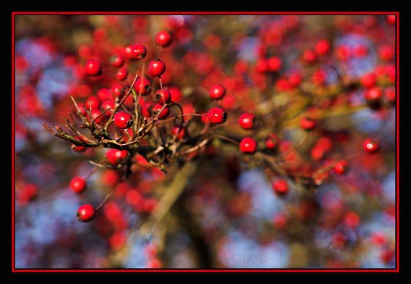 Thema_Bokeh_25.jpg