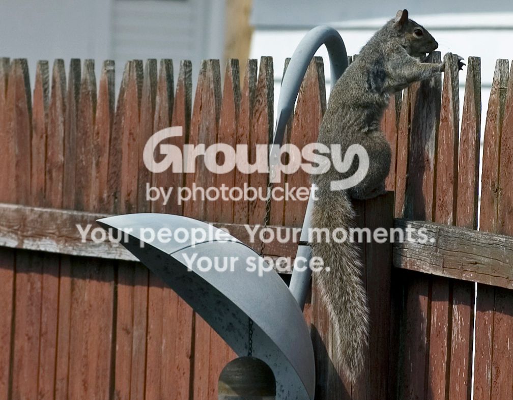 Squirrel040206004.jpg