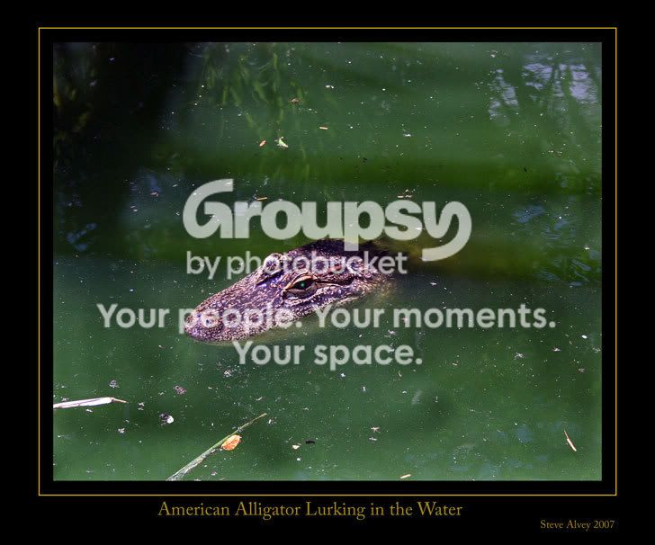 Alligator-American-lurkin.jpg