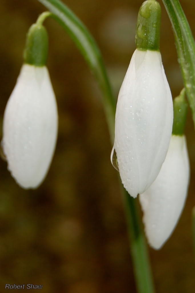 Snowdrop1.jpg
