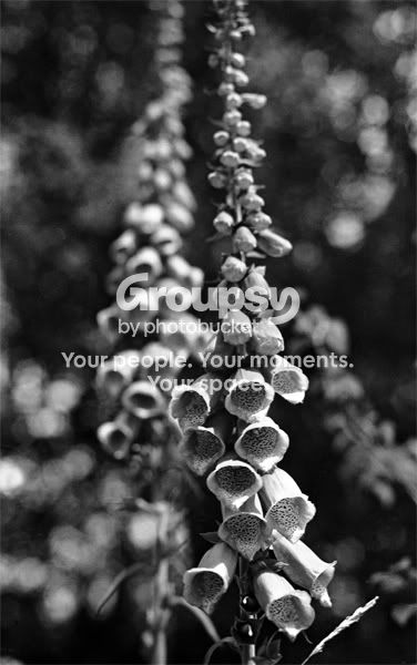 bw7-16.jpg