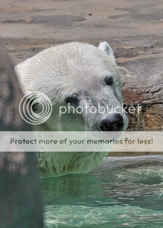 PolarBear1951resized.jpg