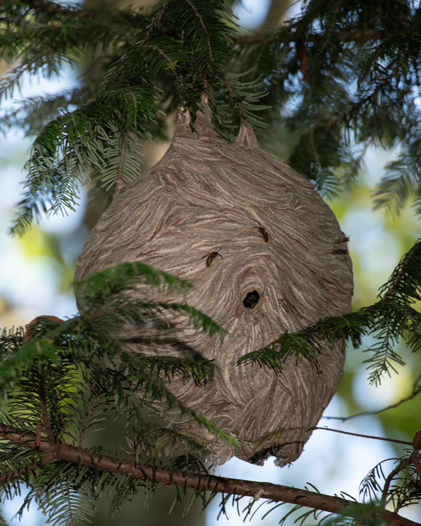 Wasps2.jpg