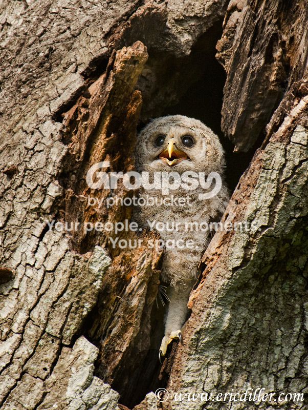 _ECD4391-copy800.jpg