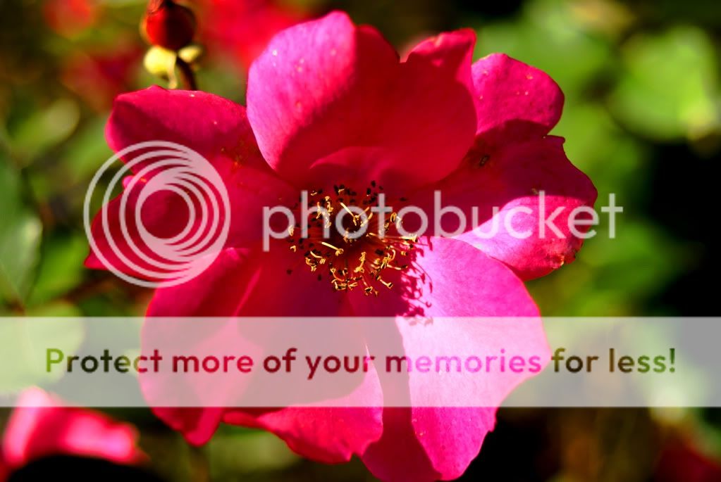 FlowerMacro.jpg