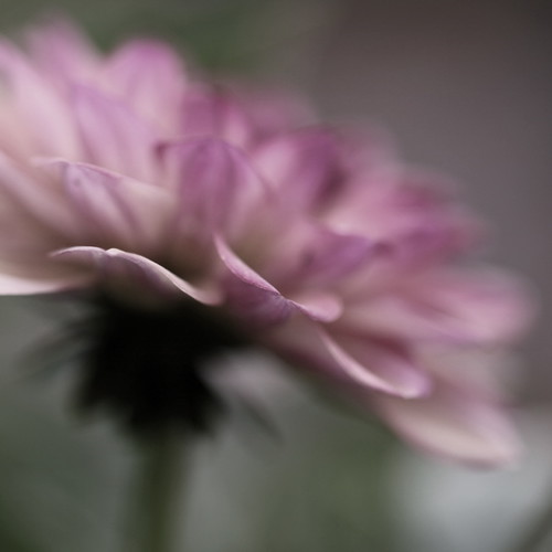 4780854743_d0bed1eae9.jpg