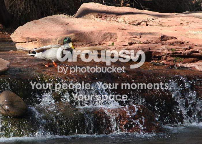 duck_4107share.jpg