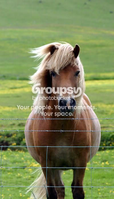 173_7350-ps-horse-web.jpg